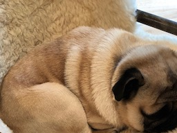 Webinar: Sylvester Entspannt geniessen mit Hund und Katz