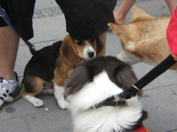 Webinar: Hunde-Alltags-Quiz