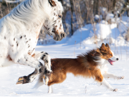 Webinar: Infowebinar zur Fachausbildung "Traditionelle Chinesische Medizin für Tiere"