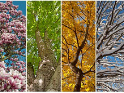 Webinar: Warum Du Dich im Sommer anders ernähren sollst, als im Winter, um gesund und schlank zu bleiben!