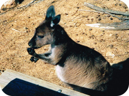 Webinar: Australien Webinar - Von Darwin - Alice Springs