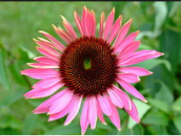 Webinar: Echinacea Bioforce AG