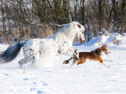 Webinar: Traditionelle Chinesische Medizin für Tiere - Block 2