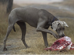 Webinar: B.A.R.F. - Rohfütterung für Hund und Katze leicht gemacht