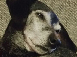 Webinar: Seniorhunde - natürlich gesund alt werden