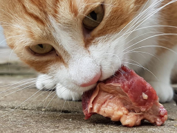 Webinar: B.A.R.F. Biologisch, Artgerechte, Roh, Fütterung, Katze