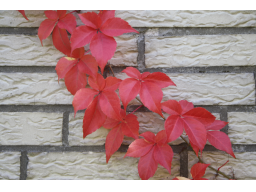 Webinar: Herbst Spaziergang