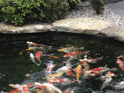 Webinar: Der Koi und sein Futter: Kleine Ernährungskunde