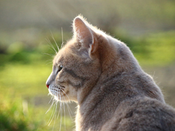Webinar: BARF für Katzen - Warum eine artgerechte Fütterung für Samtpfoten so wichtig ist
