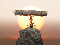 Webinar: mentale Fitness im Alltag
