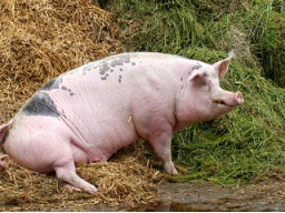 Webinar: gekonnter Umgang mit inneren Schweinehunden