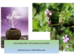 Webinar: Räuchermagie mit dem Storchenschnabel