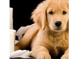 Webinar: Beruf des Assistenzhundetrainers