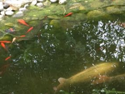 Webinar: Untersuchungsmethoden: Wasseruntersuchung und Hinweise zur Beeinflussung der Werte