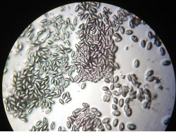 Webinar: Zeitgemäßes Endoparasitenmanagement beim Pferd
