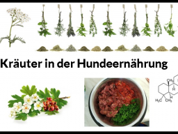 Webinar: Schulung Kräuter in der Hundeernährung