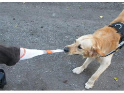 Webinar: Assistenzhundeart DER LPF ASSISTENZHUND
