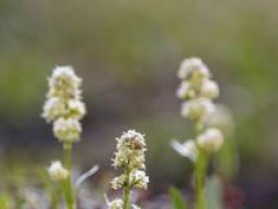 Webinar: Speik Pflanze - der "Alpenbaldrian"