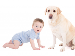 Webinar: *Onlinekurs für Schwangere mit Hund *- Zusammenführung Hund & Baby - Hund auf Baby vorbereiten