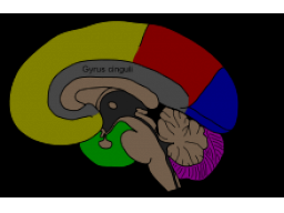 Webinar: Depression und Omega 3