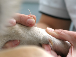 Webinar: Einführung in die Traditionelle Chinesische Tiermedizin (TCVM) - Block 4