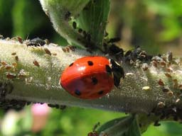 Webinar: Schädlinge im Garten - Lösungen ohne Chemie