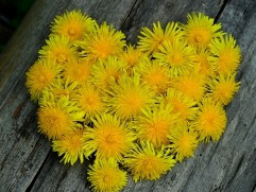 Webinar: Lust auf Liebe