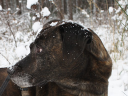 Webinar: Heilkräuter für den Hund - Herbst & Winter