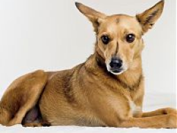 Webinar: Ist jeder Juckreiz bei Hunden gleich eine Allergie