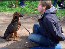 Webinar: Crossdogging für Hundetrainer