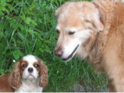 Webinar: Ernährungs- und Gesundheitsberater für Hunde