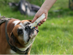 Webinar: Training mit Futterbelohnung