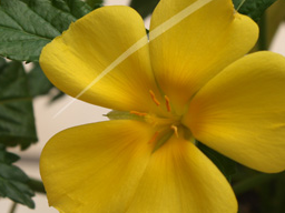 Webinar: Pflanzliche Aphrodisiaka