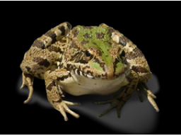 Webinar: EAT THE FROG - DO DAY