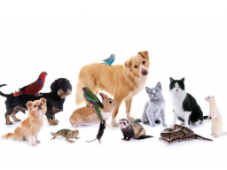 Webinar: Traditionelle Chinesische Medizin für Tiere