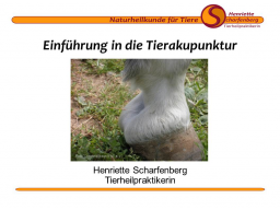 Webinar: Einführung in die Tierakupunktur