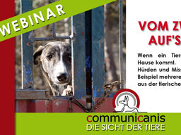 Webinar: Vom Zwinger aufs Sofa -Hürden und Missverständnisse am Beispiel mehrerer Auslandshunde.