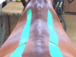 Webinar: Kinesiologisches Taping für Pferde