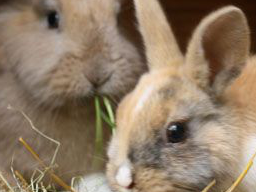 Webinar: Wildkräuter in der Tierenährung -Kaninchen, Meerschweinchen und Chinchilla