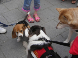 Webinar: Hunde-Alltags-Quiz T3