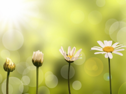 Webinar: TCM & der weibliche Zyklus