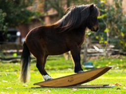 Webinar: Pferdewippen-Training
