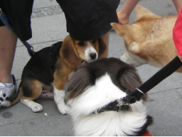 Webinar: Hunde-Alltags-Quiz