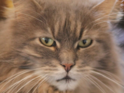 Webinar: Tierheilpraktik mit der Medionik für Hund und Katze