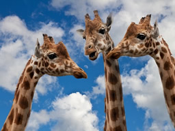 Webinar: Networking statt kalter Akquise