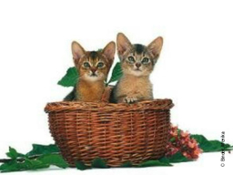Webinar: Bachblüten für meine Katze