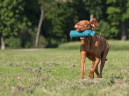 Webinar: Onlinekurs Dummytraining für Anfänger