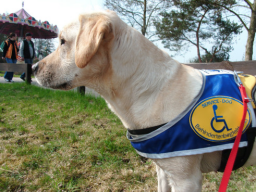 Webinar: Der Beruf Assistenzhundetrainer
