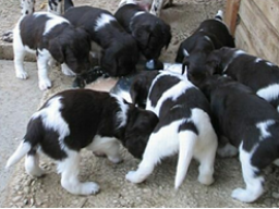 Webinar: Hundeernährung für Welpenbesitzer