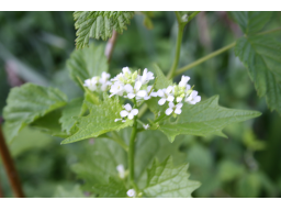 Webinar: Knoblauchrauke